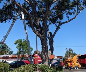 tree service grapevine texas